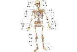 人体全身骨骼图