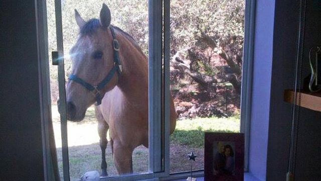 窗边有匹马